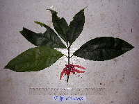 Calycacanthus magnusianus image