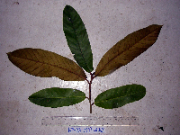 Palaquium supfianum image