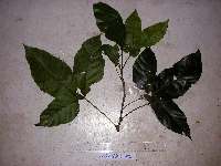 Sandoricum koetjape image