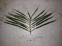 Dracaena angustifolia image