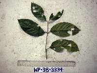 Iodes scandens image