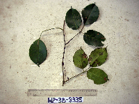 Tetrastigma lauterbachianum image
