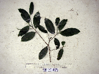 Ficus hombroniana image