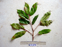 Image Associated With the Occurence