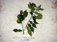 Image of Citrus polyandra