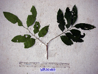 Prasoxylon alliaceum image