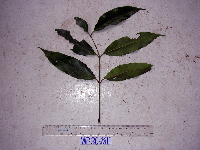 Gnetum gnemon image