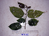 Macaranga punctata image