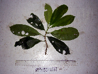 Ternstroemia cherryi image