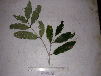 Thumbnail image of current specimen