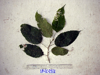 Macaranga novoguineensis image