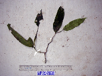 Drypetes lasiogynoides image