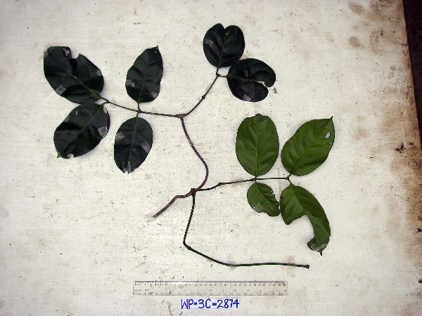 Gnetum latifolium image