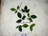 Apocissus hypoglauca image