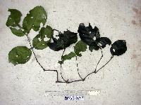 Gnetum latifolium image