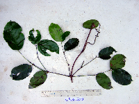 Gnetum latifolium image