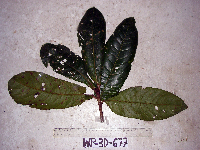 Terminalia kaernbachii image