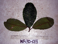 Palaquium warburgianum image