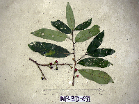 Thumbnail image of current specimen