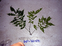 Didymocheton papuanus image