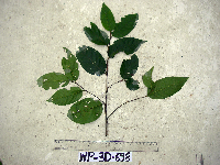 Prunus schlechteri image