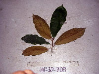 Palaquium supfianum image