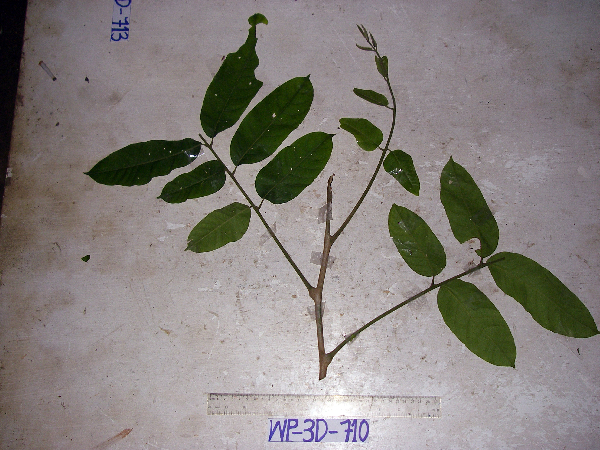 Epicharis parasitica image