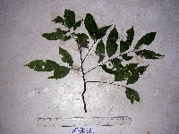 Guioa comesperma image