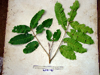 Chisocheton longistipitatus image