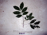 Guioa comesperma image