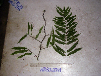 Thumbnail image of current specimen