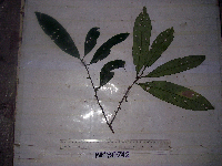 Litsea discolor image