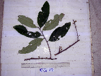 Thumbnail image of current specimen