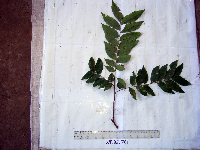 Tristiropsis acutangula image