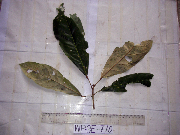 Heritiera littoralis image