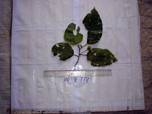 Macaranga punctata image