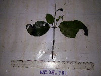 Gnetum latifolium image