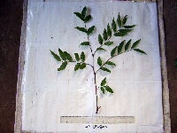 Tristiropsis acutangula image