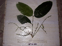 Aphanamixis polystachya image