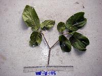 Image of Gmelina palawensis
