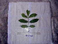 Aphanamixis polystachya image