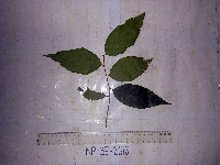 Prunus schlechteri image