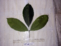 Aphanamixis polystachya image