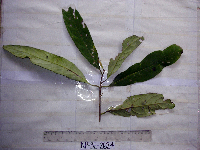 Thumbnail image of current specimen