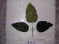 Macaranga punctata image