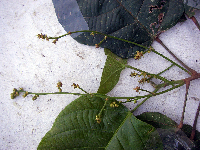 Macaranga punctata image