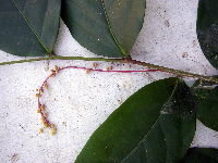 Phyllanthus clamboides image