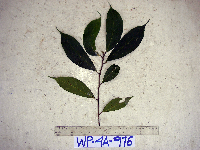 Ficus arfakensis image
