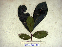 Terminalia kaernbachii image