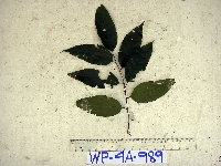 Prunus schlechteri image